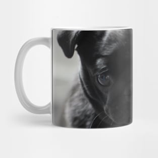 a little black pug Mug